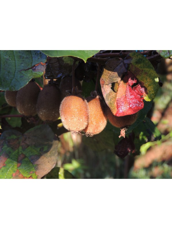 Ekološko pridelan kivi