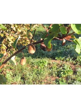 Ekološko pridelan kivi