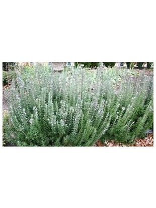 Liofiliziran ekološki lovor 60g-mleto
