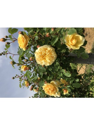 vrtnica teasing georgia