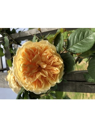 cvet vrtnice Teasing Georgia