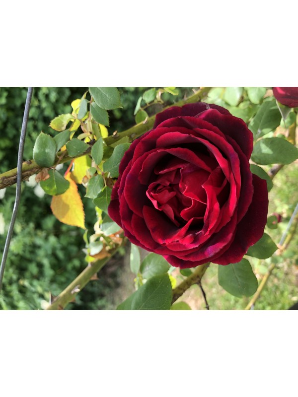 Naravni sirup iz vrtnice Crimson Glory 250 ml