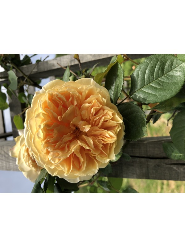 cvet vrtnice Teasing Georgia